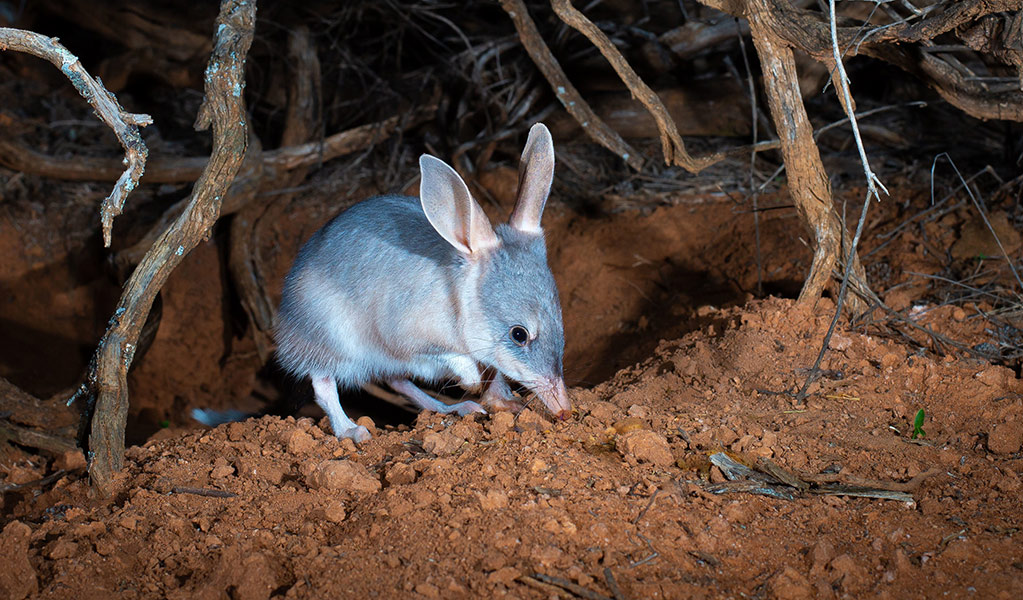 A marsupial bilby under spotlight at night. Photo: Brad Leue/AWC &copy; Brad Leue