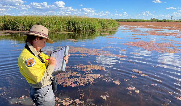 A ranger surveying Macquarie Marshes. Photo: John Spencer &copy; DPE
