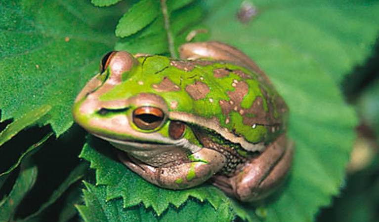 Looking down at a threatened green and golden bell frog sitting on a strawberry plant leaf. Photo credit: Stuart Cohen &copy: Stuart Cohen and OEH