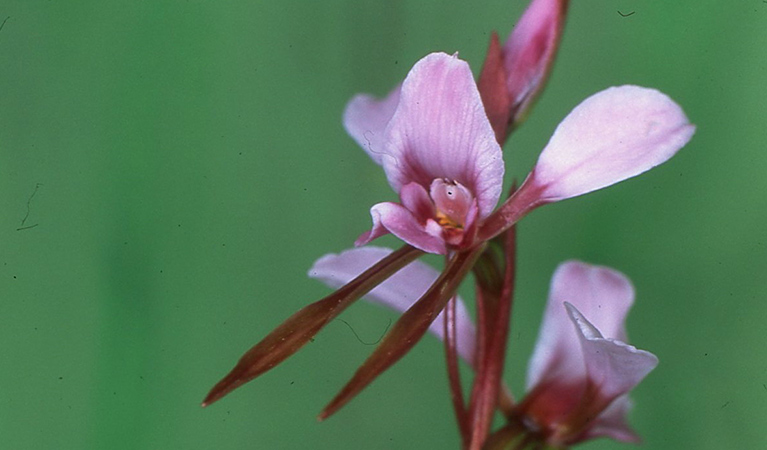 Close up of the small pink-mauve flower of the endangered sand doubletail orchid. Photo credit: Barry Collier &copy; Barry Collier