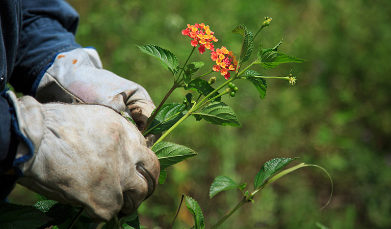 Close up of white gloved hands holding lantana, an invasive weed species. Photo: Rosie Nicolai &copy; Rosie Nicolai