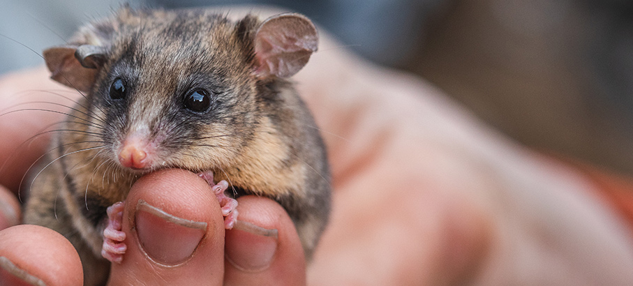 A mountain pygmy-possum clings to a person's hand, Kosciuszko National Park. Photo: Alex Pike &copy; DPE