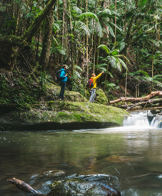 Two men walk beside a creek on Palm Forest walking track, Border Ranges National Park. Photo credit: Branden Bodman/DCCEEW © Branden Bodman