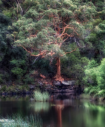 A Sydney Red Gum on the bank of a river surrounded by greenery in Royal National Park. Credit: Ted Dimitropoulos &copy; DCCEEW