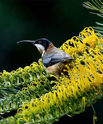 A closeup of an Eastern Spinebill on a grevillea. Credit: Andrew Turbill &copy; DCCEEW