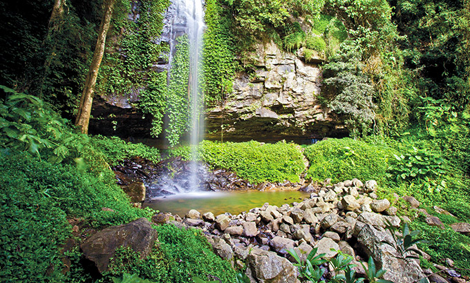 Crystal Shower Falls waterfall drops over a rock overhang into a waterhole at Dorrigo National Park. Photo: Robert Cleary/DPIE