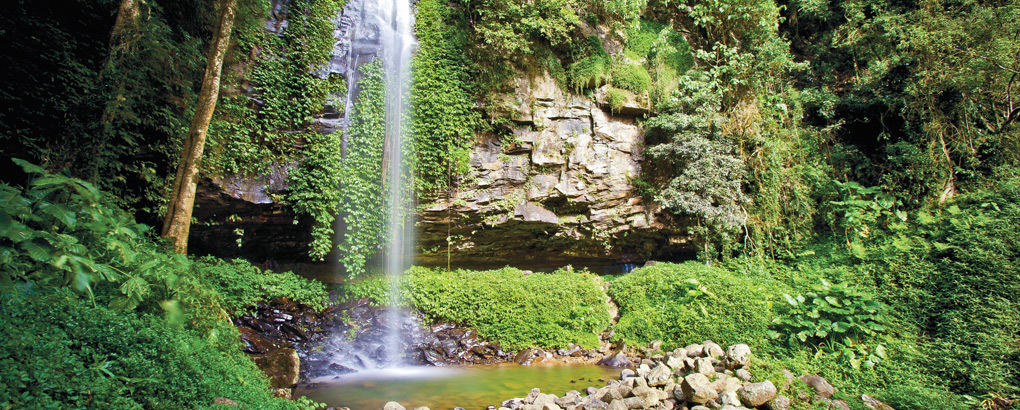Crystal Shower Falls waterfall drops over a rock overhang into a waterhole at Dorrigo National Park. Photo: Robert Cleary/DPIE