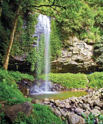 Crystal Shower Falls waterfall drops over a rock overhang into a waterhole at Dorrigo National Park. Photo: Robert Cleary/DPIE