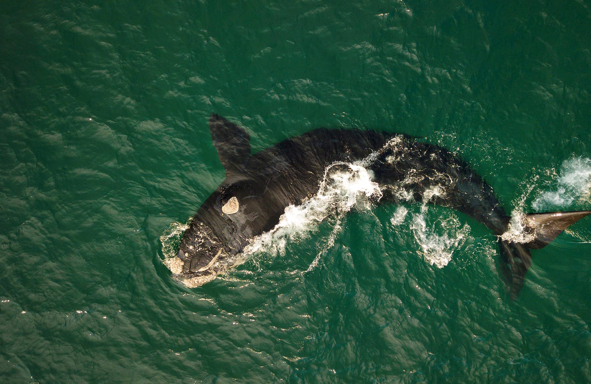 Aerial view of a Southern right whale surfacing the water. Photo: Lachlan Hall ©: Lachlan Hall