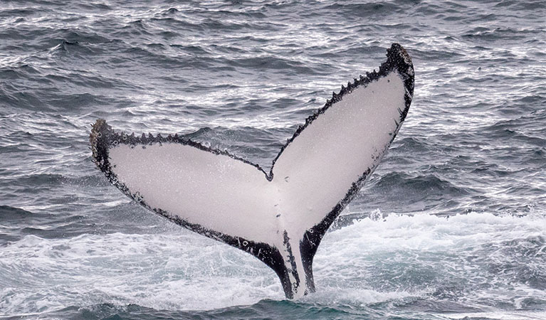 Whale diving. Credit: Jessica Taunton &copy; DPE
