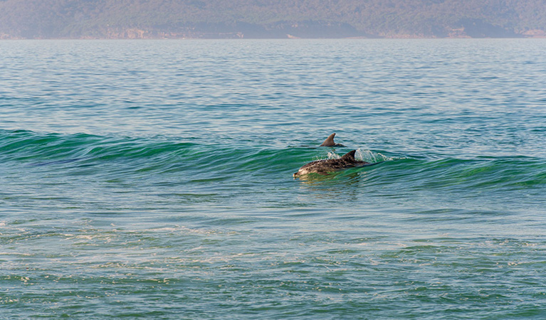 Two dolphins in the ocean near Nadgee Nature Reserve. Credit: John Spencer © DCCEEW