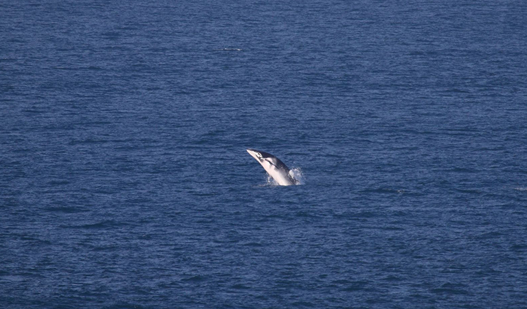 A minke whale breaching in the ocean. Credit: Wayne Reynolds © Wayne Reynolds