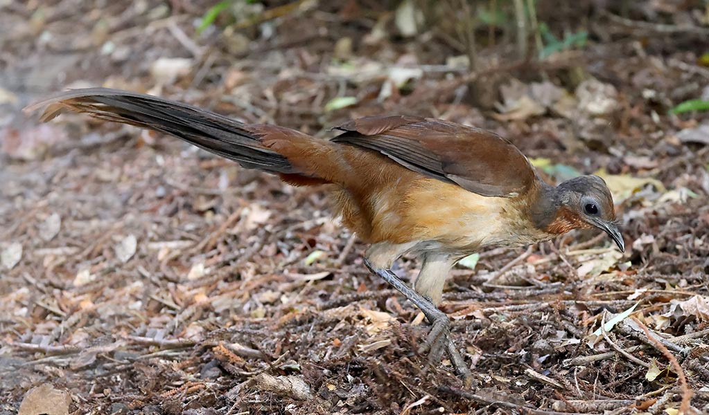 An unobstructed profile view of an Albert's lyrebird foraging for insects on the forest floor. Photo: Ken Griffiths &copy; iStock