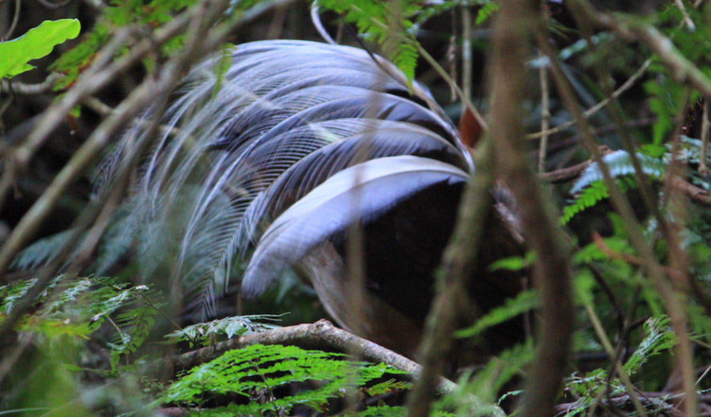 A male Albert's lyrebird displays its tail feathers in the dense forest undergrowth. Photo: Anna Fearnley &copy; Anna Fearnley