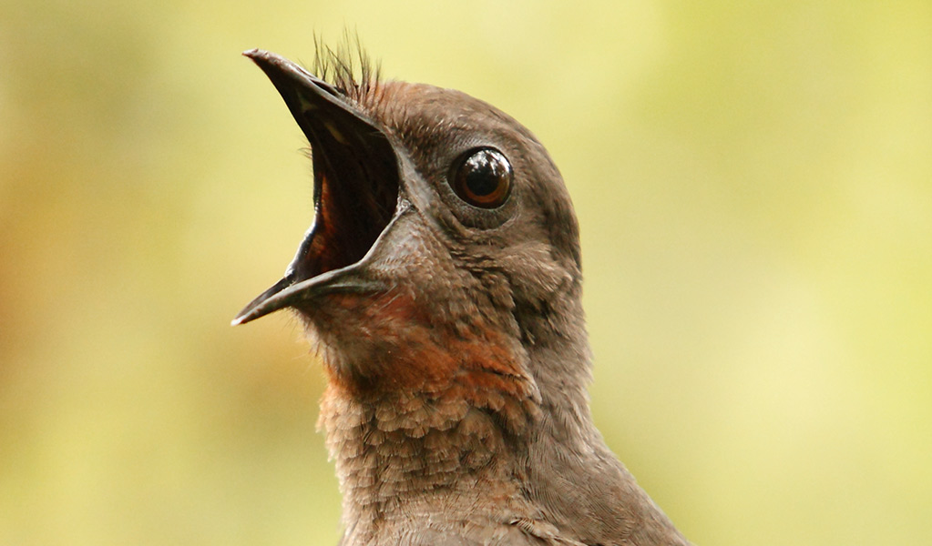 Close-up profile view of a lyrebird singing with beak wide open. Photo: Craigrjd &copy; iStock