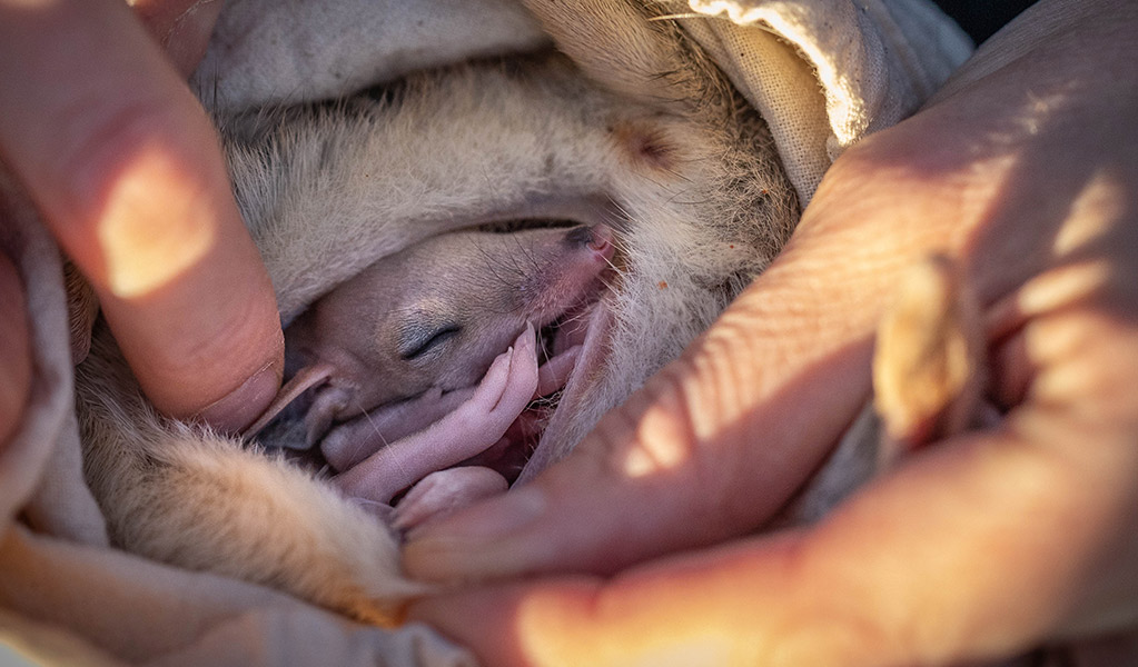 A reseracher inspects a baby bilby in its mother's puch. Photo: Alex Pike &copy; DCCEEW