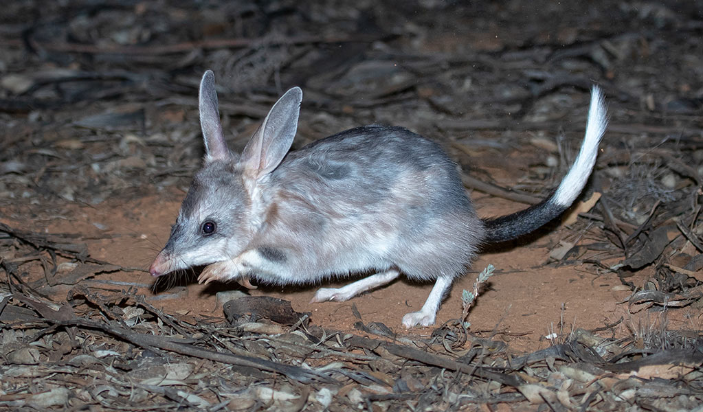 An iconic bilby marsupial amongst the red sandy ground of far western NSW. Photo credit: Brad Leue/AWC &copy: Brad Leue