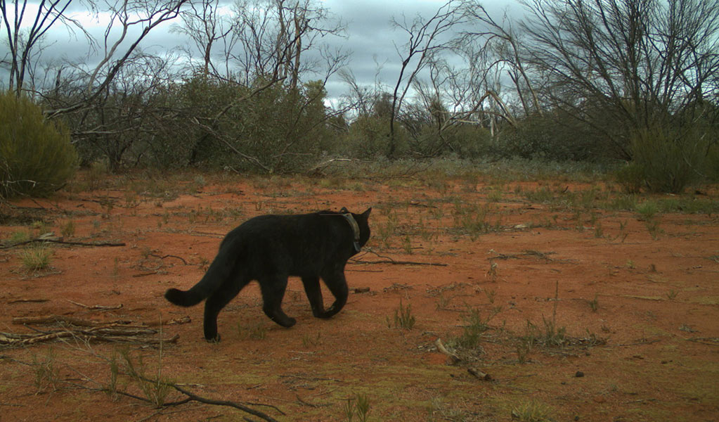 WIldlife camera captures a feral cat in semi-arid habitat. Photo: Graeme Armstrong &copy; DCCEEW