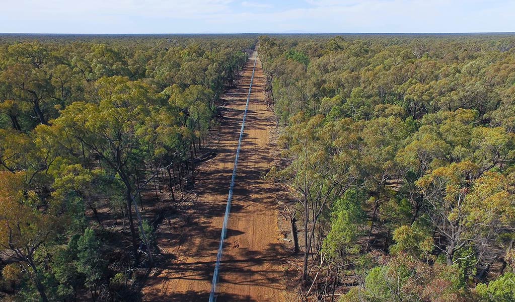 Aerial view of a feral-predator exclusion fence line through forest in the Pilliga. Photo: Wayne Lawler/AWC &copy; Australian Wildlife Conservancy