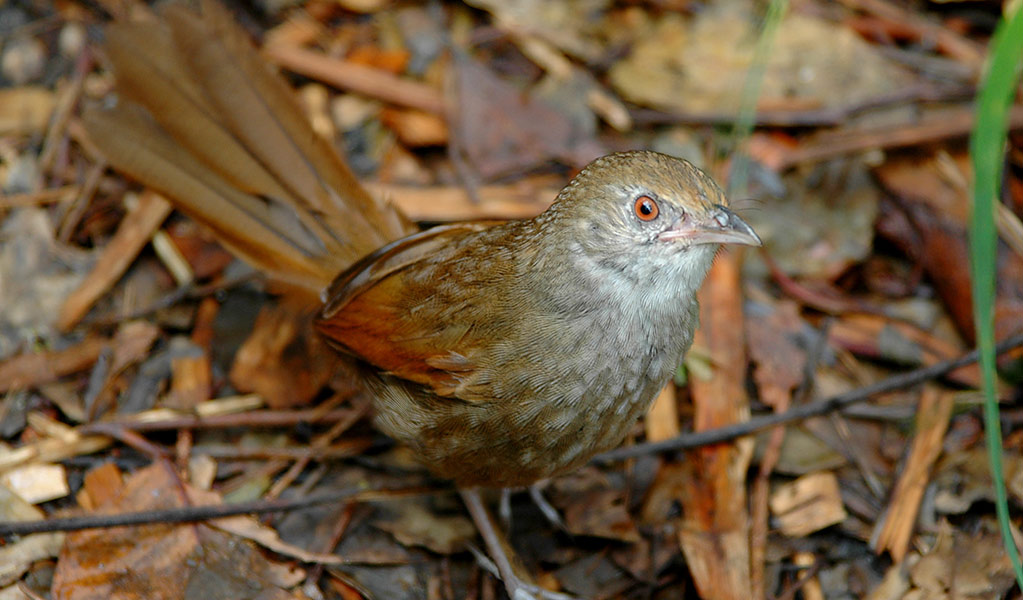 Close up of a brown eastern bristlebird blending into brown leaf litter on the forest floor. Photo: John Young &copy; John Young