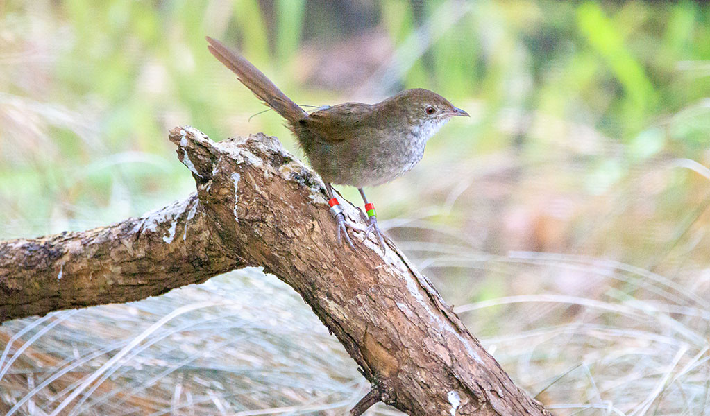 An endangered eastern bristlebird perches on a broken tree branch low to the ground. Photo: Brent Mail &copy; DPE
