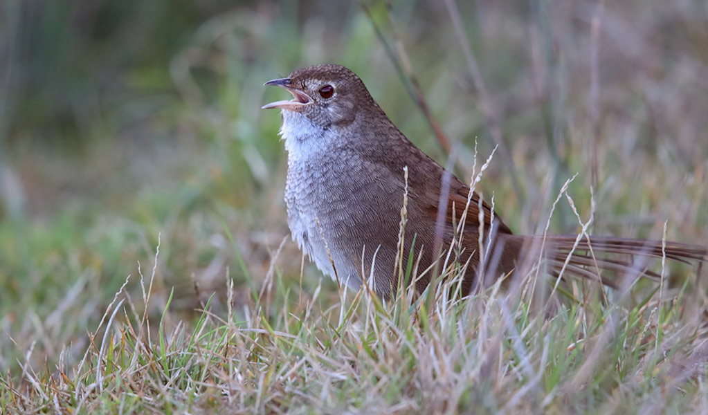 Profile view of an eastern bristlebird on the ground amongst grassy habitat, it's beak open during birdsong. Photo: Leo Berzins &copy; Leo Berzins