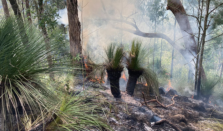 The forest floor smoulders below grass trees and eucalypts during a controlled ecological burn to maintain bristlebird habitat. Photo: Kelly Roche &copy; DPE