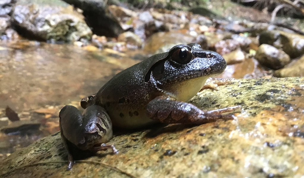 Low angle close up of a Fleay's barred frog in profile on a wet rock beside a rainforest creek. Photo: Darren McHugh &copy; DPE