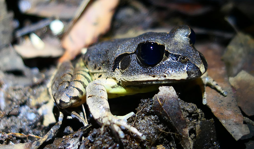 Low angle close up of a Fleay's barred frog clinging to a rock on the ground. Photo: Peter Higgins &copy; DPE