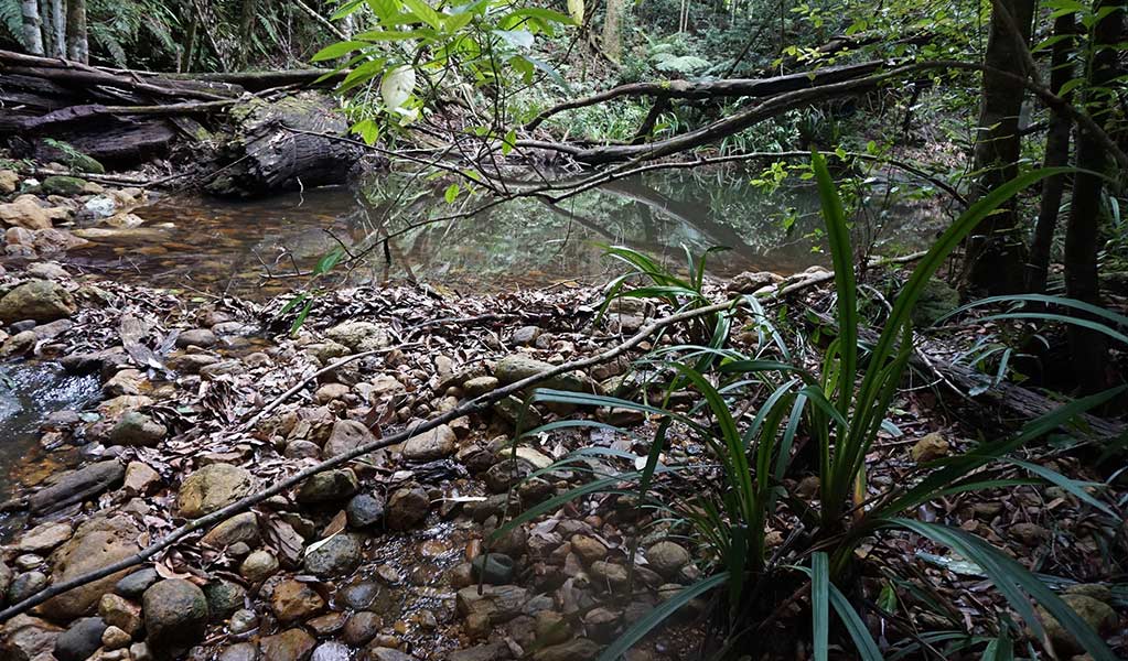 Close up of a rainforest creek bed withareas of water and rosky pebbles. Photo: Jill Smith &copy; DPE