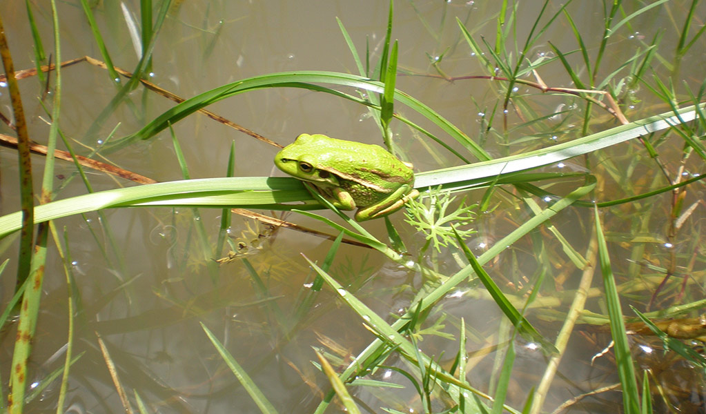 A juvenile green and golden bell frog sits on a grass reed frond above water. Photo: Doug Beckers &copy; DCCEEW