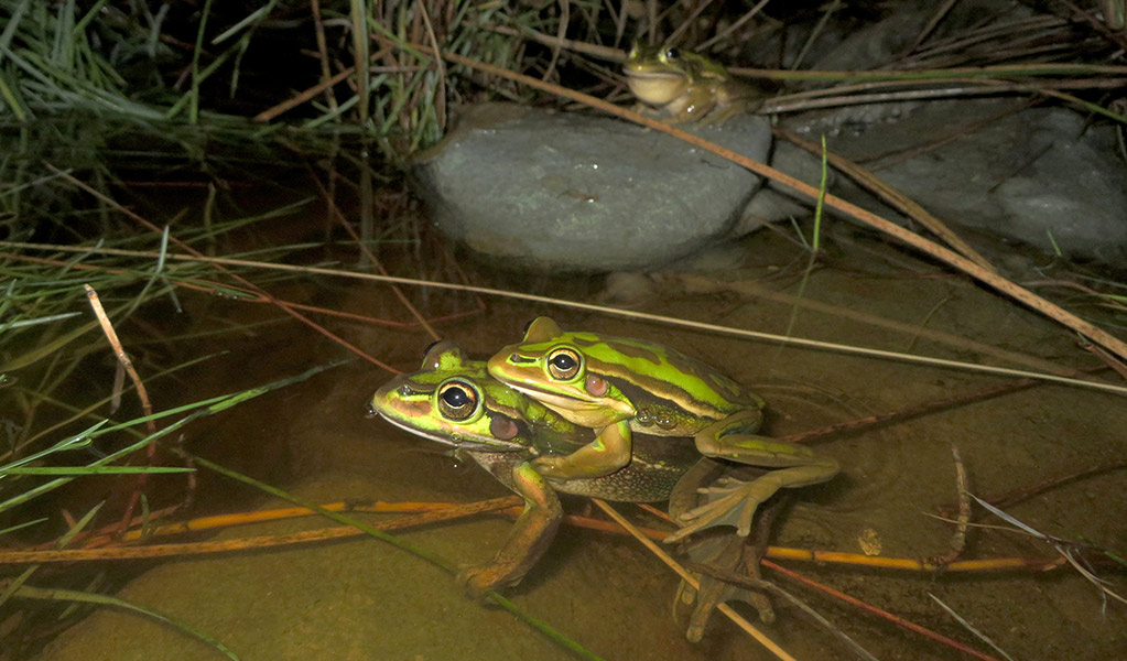 A green and golden bell frog on the back of another bell frog in water. Photo: Dean Portelli &copy; Dean Portelli