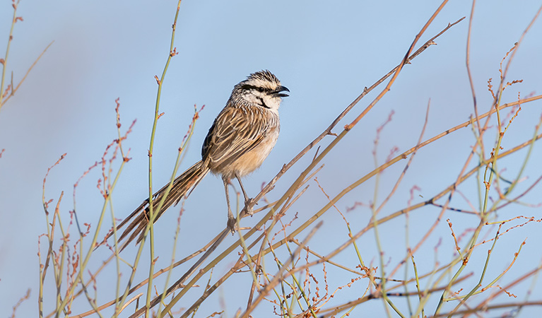 Profile view of a grey grasswren perched atop a thin branch with blue sky behind. Photo: Laurie Ross &copy; Laurie Ross
