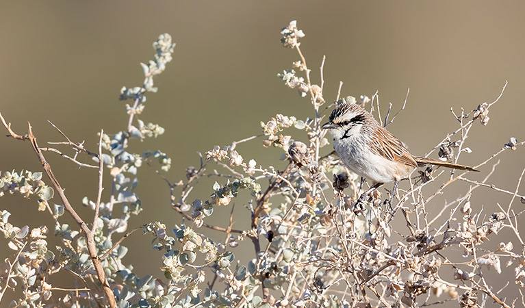 Profile view of a grey grasswren perched atop dense grassland shrub seedheads. Photo: Laurie Ross &copy; Laurie Ross