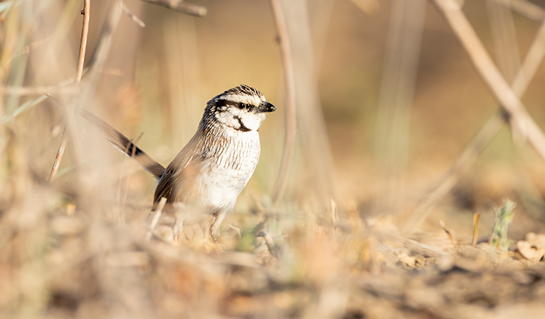 Close up view of a grey grasswren on the ground amongst lignum bush and cane-grass. Photo: Laurie Ross &copy; Laurie Ross