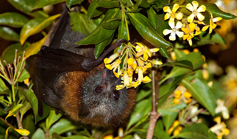 Close-up view of a grey-headed flying-fox feasting upside-down in a tree with yellow flowers. Photo: Rosie Nicolai &copy; Rosie Nicolai