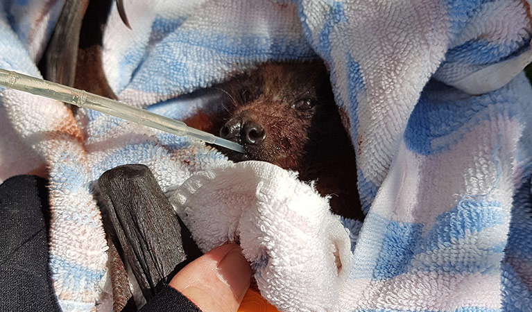 An injured grey-headed flying fox wrapped in a towel being fed through a long platic tube. Photo: Meredith Ryan &copy; Meredith Ryan