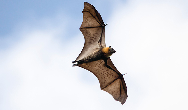 A grey-headed flying fox in full flight. Photo: Shane Ruming/OEH