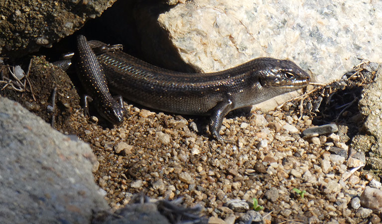 Close up view of an adult Guthega skink emerging from between two rccks, with a young skink crawling over its back. Photo credit: Bec Byrne &copy; DPE