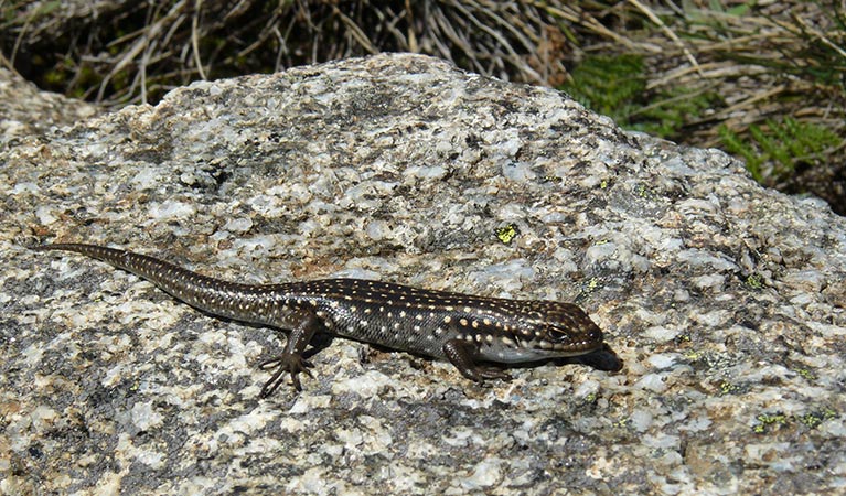 Profile view of a sub-adult Guthega skink basking on a granite rock in Kosciuszko National Park. Photo credit: Mel Schroder &copy; DPE