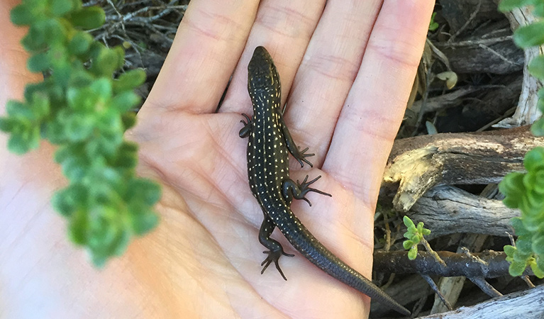 Close up of a young Guthega skink that has dark colouring and small pale spots, standing on a persons flat palm. Photo credit: Bec Byrne &copy; DPE
