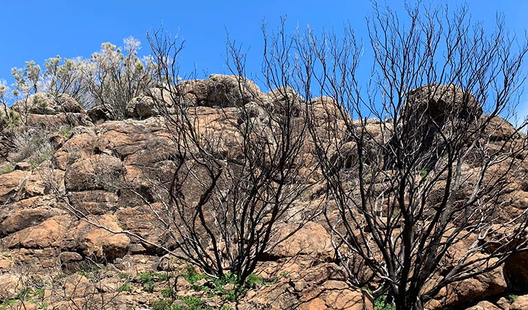 Burnt rock escarpment habitat in Mount Kaputar National Park. Photo: Jodi Rowley &copy; Jodi Rowley