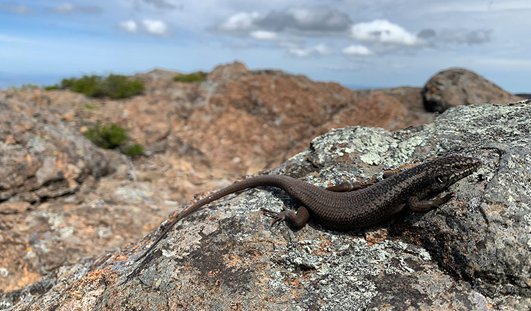 A critically endangered Kaputar rock skink suns itself on remnant volcanic rocks in Mount Kaputar National Park. Photo: Jodi Rowley &copy; Jodi Rowley