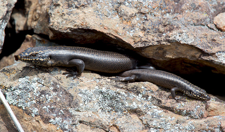 An adult and a juvenile Kaputar rock skink bask on rocks in Mount Kaputar National Park. Photo: Thomas Parkin &copy; Thomas Parkin