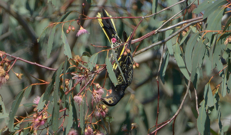 A regent honeyeater bird hangs upside down from a branch to feed on a flowering gum tree. Photo: Bruce Thompson &copy; Bruce Thompson
