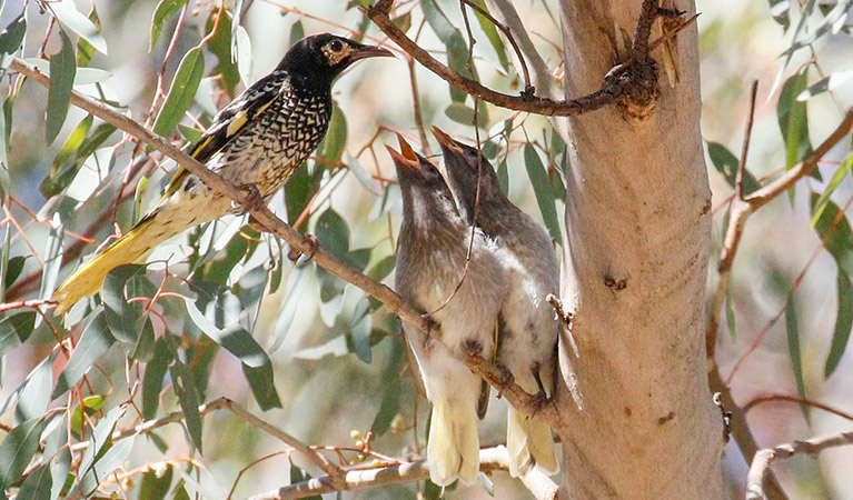 A regent honeyeater perches on a eucalypt tree branch next to its two squawking chicks. Photo: Mick Roderick &copy; Mick Roderick