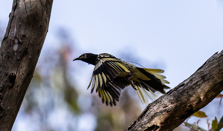 Profile of a regent honeyeater in flight. Photot: Alex Pike &copy; DPE