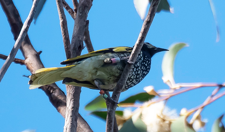 Looking up into tree branches at a regent honeyeaterthat has coloured leg bands. Photo: Keith Fisher &copy; Keith Fisher