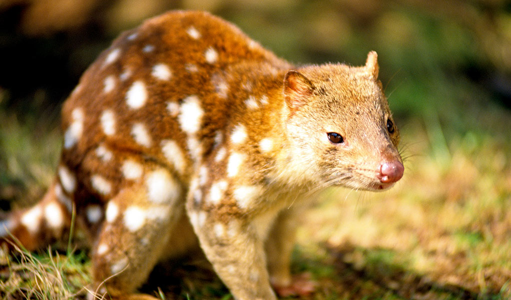 Close up of a spotted-tailed quoll on grassy ground. Photo: John Turbill &copy; John Turbill 