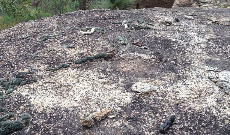 Quoll scat on rocks at a quoll latrine site. Photo: James Dawson &copy; James Dawson